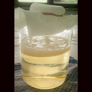 Mother-of-vinegar in a glass jar